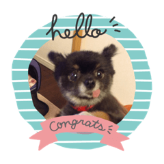 [LINEスタンプ] 可愛い子犬です