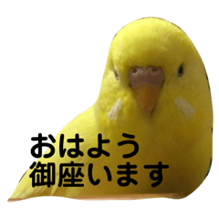 [LINEスタンプ] インコのサスケ君