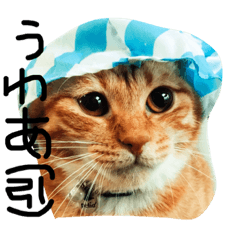 [LINEスタンプ] 実写版の猫