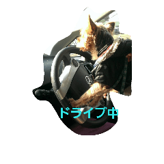 [LINEスタンプ] ヨークシャー·テリア
