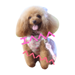 [LINEスタンプ] プーちゃん姉妹いいお返事しますよぉ