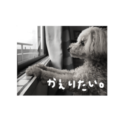 [LINEスタンプ] ちょっぴん スタンプ