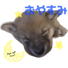 [LINEスタンプ] マメタスタンプ