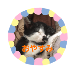 [LINEスタンプ] はちわれ猫のおむすび