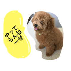 [LINEスタンプ] トイプードルパピー、もなの毎日