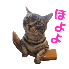 [LINEスタンプ] 気まぐれダーちゃん