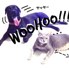 [LINEスタンプ] 猫のドゥーと家族たち2