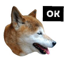 [LINEスタンプ] 柴犬と英語