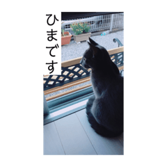 [LINEスタンプ] マゾッタのネコ