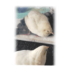 [LINEスタンプ] 我が家のヒメウズラ