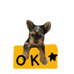 [LINEスタンプ] ヨーキーのLucky①