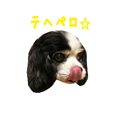 [LINEスタンプ] キャバリアのマロ