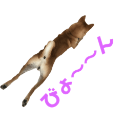 [LINEスタンプ] 柴犬  はる