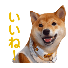 [LINEスタンプ] 柴犬きなこ★まったり日常