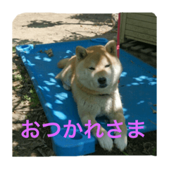 [LINEスタンプ] ウチのコタさん