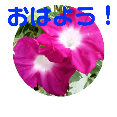 [LINEスタンプ] 夏の花のあいさつ 日本語版の画像（メイン）