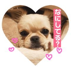 [LINEスタンプ] 愛犬マロン★
