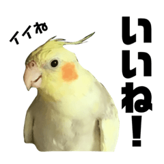 [LINEスタンプ] オカメインコの日常スタンプ パート2