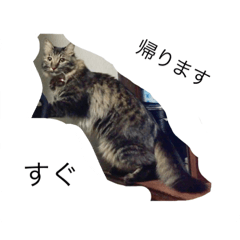 [LINEスタンプ] 愛猫マロンスタンプ