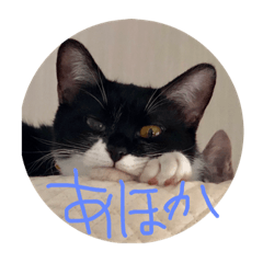 [LINEスタンプ] 猫猫0317