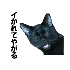 [LINEスタンプ] 黒猫のぽんた