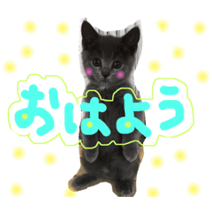 [LINEスタンプ] ブリショーらんちゃん♡