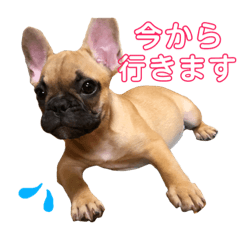 [LINEスタンプ] フレンチブルドッグ LOCO No.5