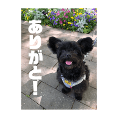 [LINEスタンプ] チワプーのオズ