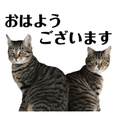 [LINEスタンプ] 我が家の猫たち（仕事モード）