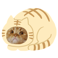 [LINEスタンプ] 茶トラねこのちゃあ 2