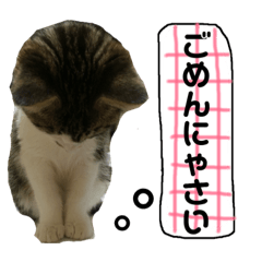 [LINEスタンプ] 大好きなマロンちゃん