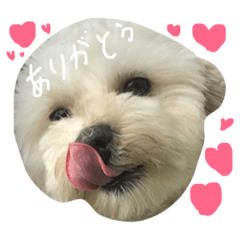 [LINEスタンプ] マルプー大吉2