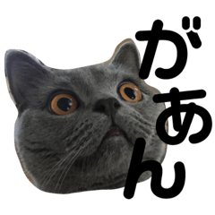 [LINEスタンプ] たろすけのことば2