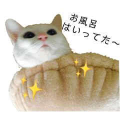 [LINEスタンプ] しろねこ家族3兄弟れくまろてん