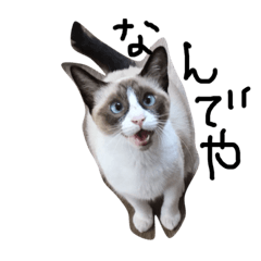 [LINEスタンプ] ジジとタヌ