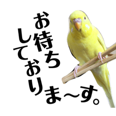 [LINEスタンプ] インコのサスケ君 其の二