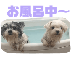 [LINEスタンプ] チワマルるぅちゃんとマルチーズぴぴちゃん