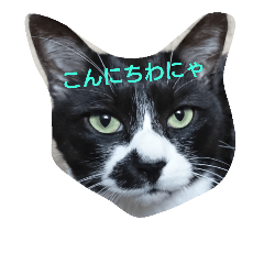 [LINEスタンプ] 猫のゴマにゃ