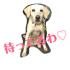 [LINEスタンプ] ワンコシリーズスタンプ②