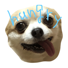 [LINEスタンプ] チワワとチワワ