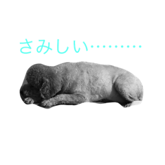 [LINEスタンプ] いぬもすき