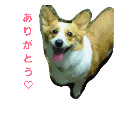 [LINEスタンプ] コーギーぷりんと時々その他1