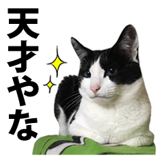 [LINEスタンプ] 音(おん)ちゃん猫スタンプ☆大阪弁【写真】