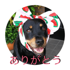 [LINEスタンプ] ロットな凛ちゃん