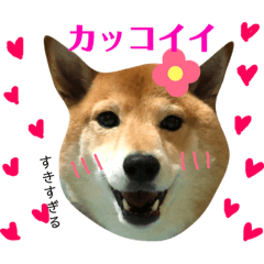 [LINEスタンプ] 柴犬なな ジャニヲタバージョン