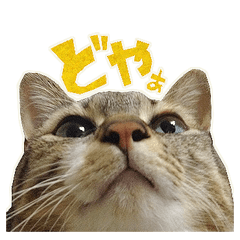 [LINEスタンプ] ねこにゃんとにゃっぴ