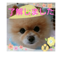 [LINEスタンプ] 湯の家 看板犬ポメラニアンちゃん1