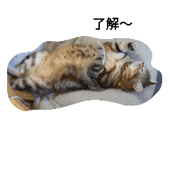 [LINEスタンプ] 日常で使えるねこスタンプ