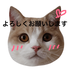 [LINEスタンプ] さくら②