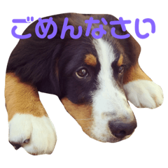 [LINEスタンプ] バーニーズマウンテンドッグ  HULK